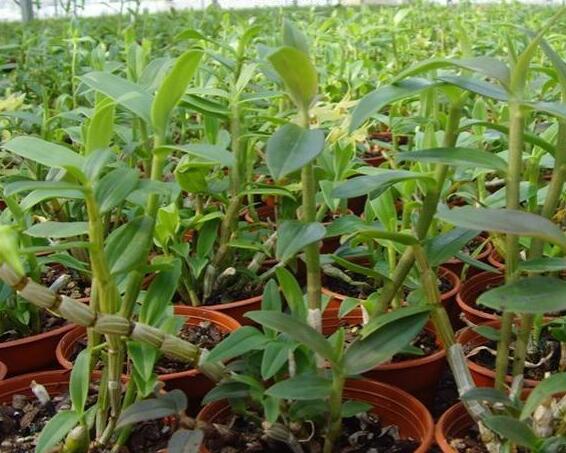 金茂生物研发基地--石斛吊兰种植基地新资讯-贵州金茂生物科技提供金茂生物研发基地--石斛吊兰种植基地新资讯的相关介绍、产品、服务、图片、价格白芨、石斛、天麻、红豆杉、重楼、白芨、